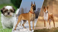 Milovníci ticha: 7 psov, ktorí najmenšie štekajú